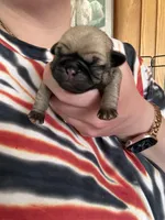 AKC Clover, a female Pug for sale in Wausau, WI – Photo 5 of 7