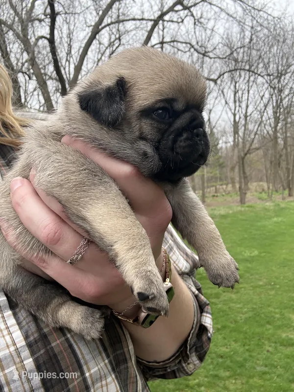 AKC Clover – Pug puppy for sale in Wausau, WI