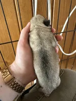 AKC Clover, a female Pug for sale in Wausau, WI – Photo 7 of 7