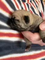 AKC Clover, a female Pug for sale in Wausau, WI – Photo 2 of 7