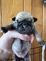 AKC Clover, a female Pug for sale in Wausau, WI – Photo 3 of 7