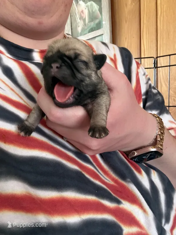 AKC Clover – Pug puppy for sale in Wausau, WI