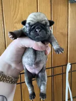 AKC Clover, a female Pug for sale in Wausau, WI – Photo 4 of 7