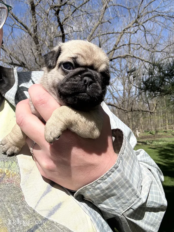 AKC Clover – Pug puppy for sale in Wausau, WI