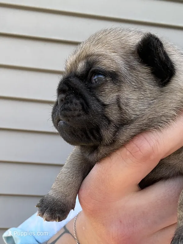 AKC Clover – Pug puppy for sale in Wausau, WI
