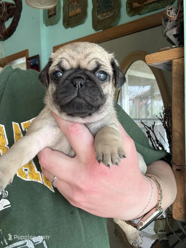 AKC Clover – Pug puppy for sale in Wausau, WI