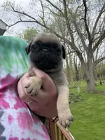 AKC Patrick, a male Pug for sale in Wausau, WI – 5 of 7