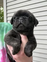 AKC Beau, a male Pug for sale in Wausau, WI – 1 of 3
