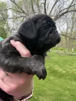 AKC Bolt, a male Pug for sale in Wausau, WI – 3 of 4