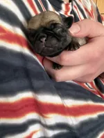 AKC Patrick, a male Pug for sale in Wausau, WI – Photo 2 of 7