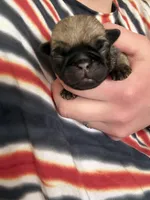 AKC Patrick, a male Pug for sale in Wausau, WI – Photo 6 of 7