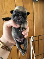 AKC Patrick, a male Pug for sale in Wausau, WI – Photo 3 of 7