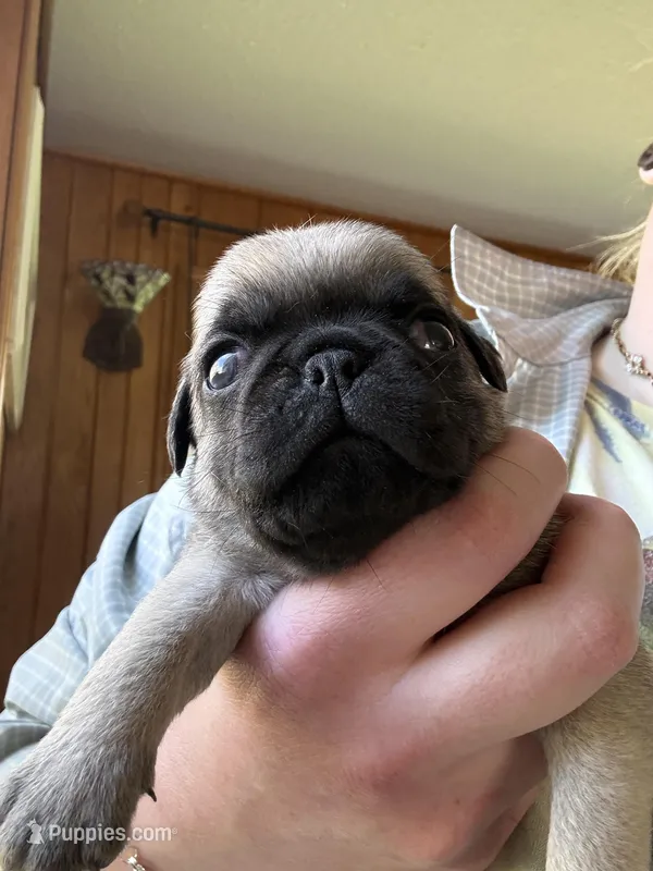 AKC Patrick – Pug puppy for sale in Wausau, WI