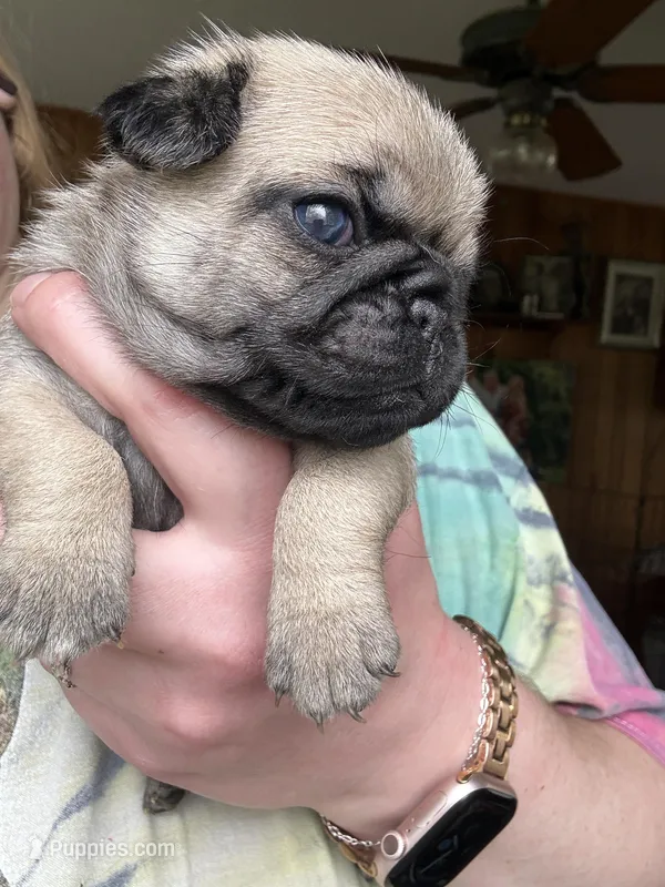 AKC Patrick – Pug puppy for sale in Wausau, WI