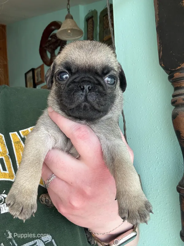 AKC Patrick – Pug puppy for sale in Wausau, WI