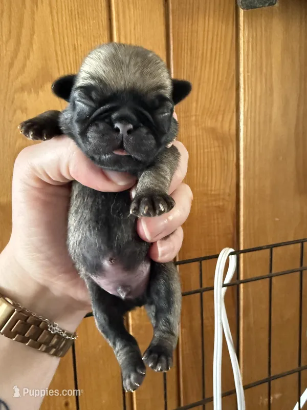 AKC Patrick – Pug puppy for sale in Wausau, WI