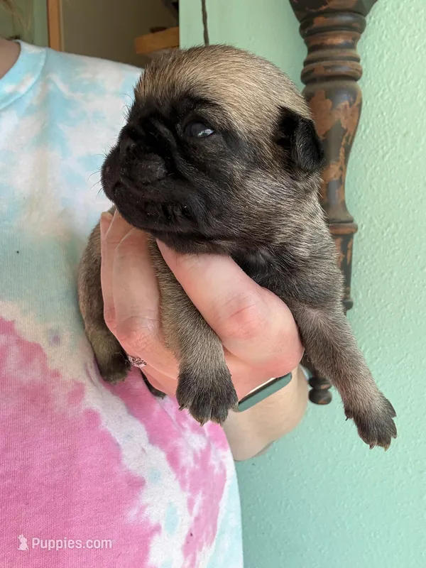 AKC Patrick – Pug puppy for sale in Wausau, WI