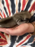 AKC Patrick, a male Pug for sale in Wausau, WI – Photo 5 of 7