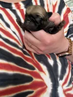 AKC Patrick, a male Pug for sale in Wausau, WI – Photo 4 of 7