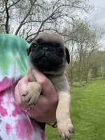 AKC Patrick, a male Pug for sale in Wausau, WI – 3 of 7