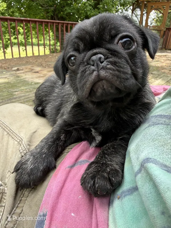 AKC Bolt – Pug puppy for sale in Wausau, WI