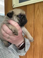 AKC Chunk, a male Pug for sale in Wausau, WI – 3 of 5