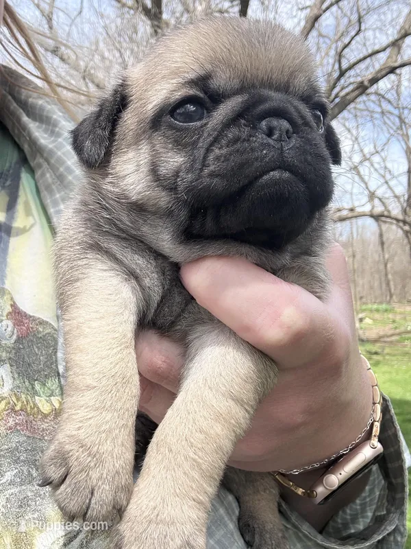 AKC Chunk – Pug puppy for sale in Wausau, WI