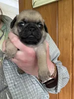 AKC Chunk, a male Pug for sale in Wausau, WI – 2 of 5