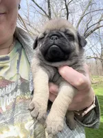 AKC Chunk, a male Pug for sale in Wausau, WI – 4 of 5