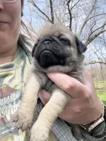 AKC Chunk, a male Pug for sale in Wausau, WI – 5 of 5