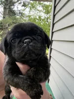 AKC Bolt, a male Pug for sale in Wausau, WI – 2 of 4