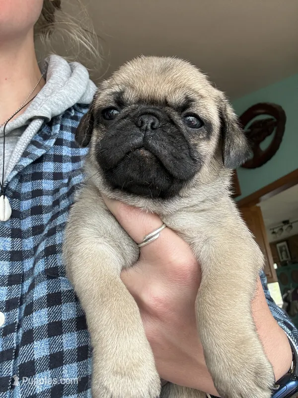 AKC Chunk – Pug puppy for sale in Wausau, WI