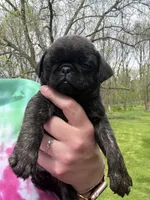 AKC Patch, a male Pug for sale in Wausau, WI – 6 of 7