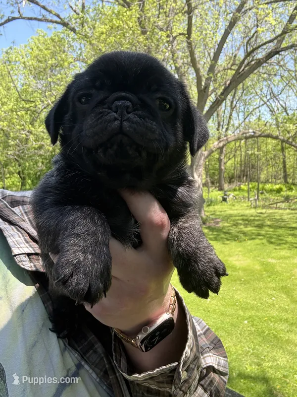 AKC Bolt – Pug puppy for sale in Wausau, WI