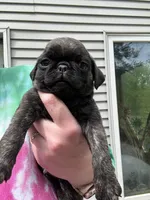 AKC Patch, a male Pug for sale in Wausau, WI – 3 of 7