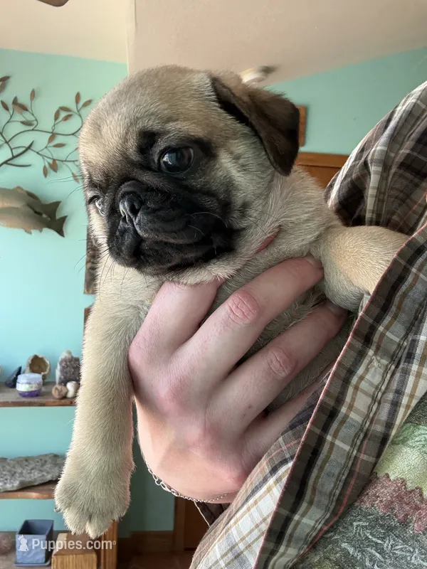 AKC Chunk – Pug puppy for sale in Wausau, WI