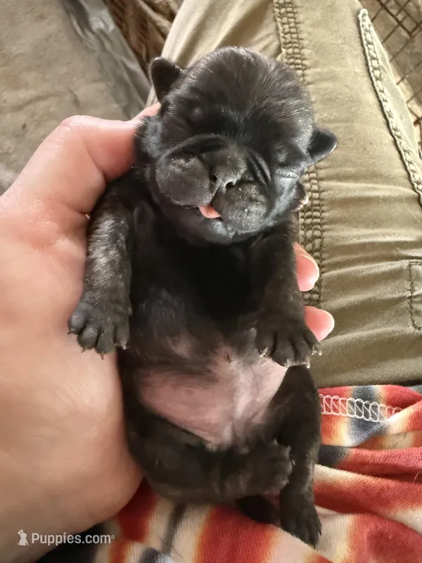 AKC Pansy – Pug puppy for sale in Wausau, WI