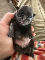 AKC Pansy, a female Pug for sale in Wausau, WI – Photo 1 of 10