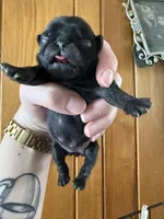 AKC Pansy, a female Pug for sale in Wausau, WI – Photo 8 of 10