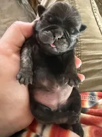 AKC Pansy, a female Pug for sale in Wausau, WI – Photo 2 of 10