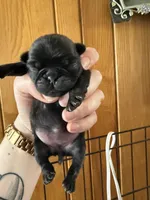 AKC Pansy, a female Pug for sale in Wausau, WI – Photo 10 of 10