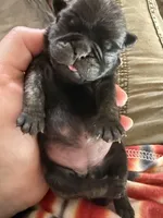 AKC Pansy, a female Pug for sale in Wausau, WI – Photo 3 of 10