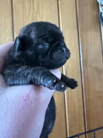 AKC Pansy, a female Pug for sale in Wausau, WI – Photo 4 of 10