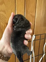 AKC Pansy, a female Pug for sale in Wausau, WI – Photo 9 of 10