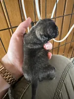 AKC Pansy, a female Pug for sale in Wausau, WI – Photo 6 of 10