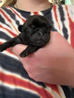 AKC Pansy, a female Pug for sale in Wausau, WI – Photo 5 of 10