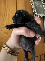 AKC Pansy, a female Pug for sale in Wausau, WI – Photo 7 of 10