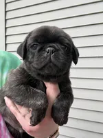 AKC Beau, a male Pug for sale in Wausau, WI – 2 of 3