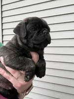 AKC Beau, a male Pug for sale in Wausau, WI – 3 of 3
