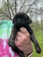 AKC Patch, a male Pug for sale in Wausau, WI – 5 of 7